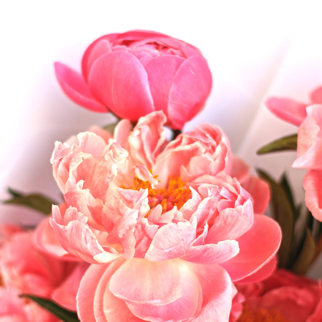 Immerse Yourself in the Lush Beauty of Peonies with BOUQUET Melbourne